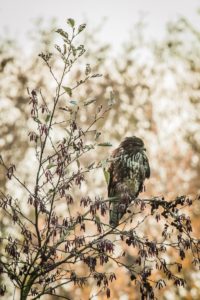 2016-11-26-Bloeidaal-0005