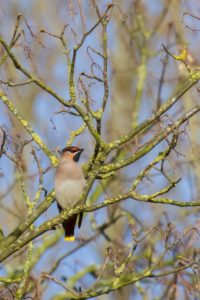 2017-03-17-Rijnsweerd-157-1