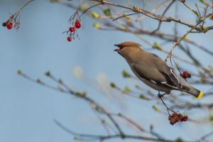 2017-03-17-Rijnsweerd-181-1