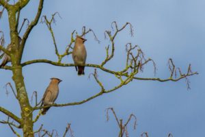 2017-03-17-Rijnsweerd-200-1