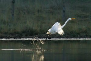 2017-03-25-Loofles-113