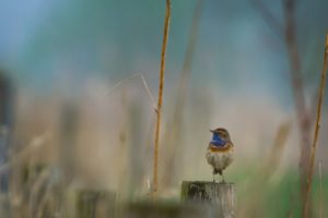 2017-04-01-Amerongen-510-4