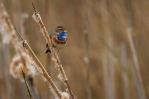 2017-04-01-Amerongen-557-4-2