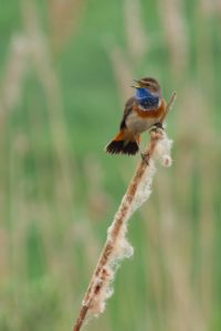 2017-04-01-Amerongen-620