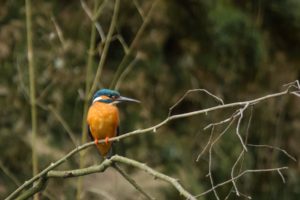 2017-04-24-Lockhorsterbos-019