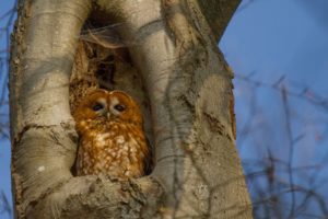 2017-04-24-Lockhorsterbos-024