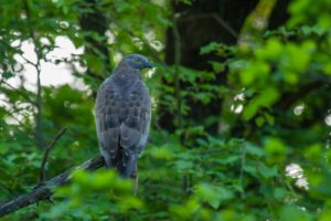 2017-05-26-Aardhuisweg-001