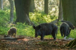 2017-05-26-Aardhuisweg-042-2