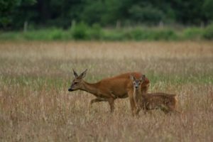 2017-07-01-Den-Treek-028