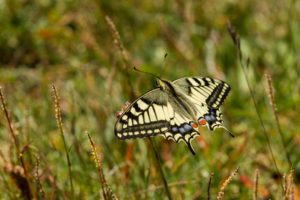 2017-08-01-Mauterndorf-219
