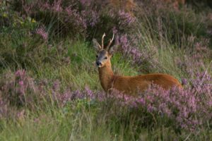 2017-08-14-Hoog-Soeren-001