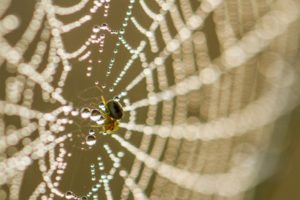 2017-09-23-Den-Treek-024