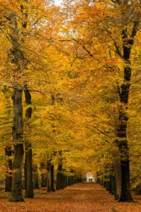 2017-11-18-Treek-Herfst-050