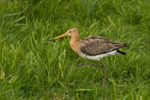 2018-04-27-Arkemheem-153