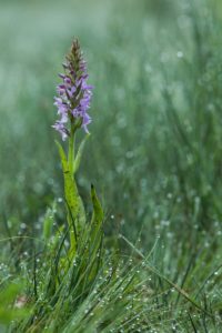 2018-05-26-Den-Treek-065