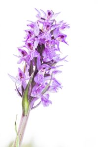 2018-05-26-Den-Treek-123