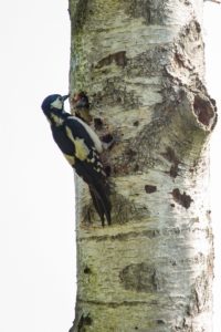 2018-05-26-Den-Treek-284