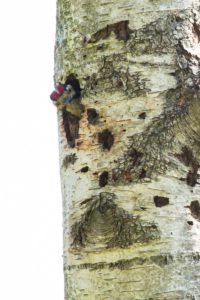 2018-05-26-Den-Treek-287