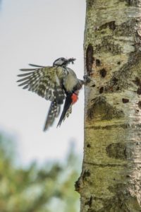 2018-05-26-Den-Treek-447