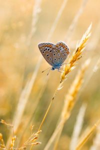 2018-07-24-Den-Treek-018