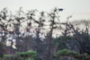 2018-12-24-Den-Treek-Klapekster-162