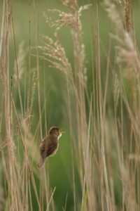 2019-05-25-Westbroek-021