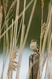 2019-05-25-Westbroek-142