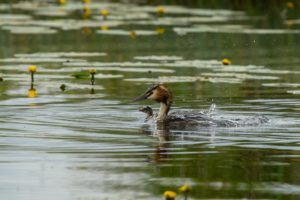 2019-05-25-Westbroek-615