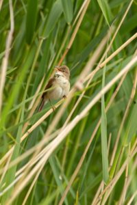 2019-05-25-Westbroek-713