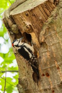 2019-05-31-Den-Treek-002