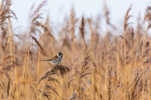 2019-12-28-Oostvaardersplassen-007