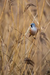 2019-12-28-Oostvaardersplassen-070