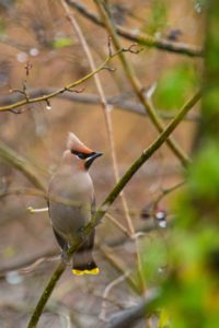 2020-02-24-Park-Schothorst-273