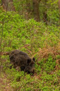 2020-05-01-Aardhuisweg-058