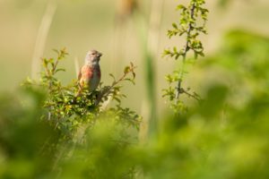 2020-05-05-Arkemheen-185