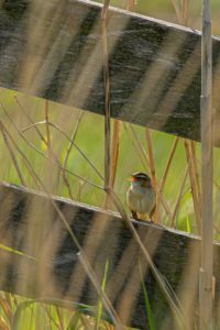 2020-05-05-Arkemheen-188