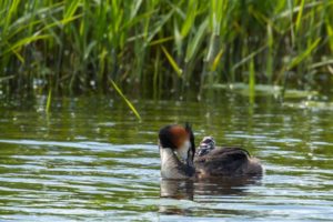 2020-05-05-Arkemheen-342