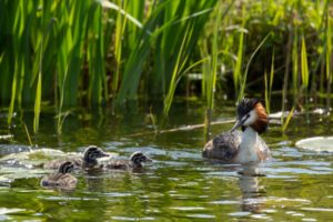 2020-05-05-Arkemheen-386