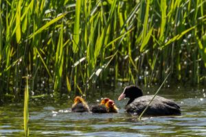 2020-05-05-Arkemheen-458