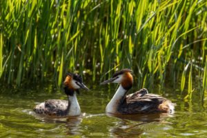 2020-05-05-Arkemheen-505