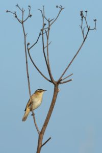 2020-05-09-Oostvaardersplassen-012
