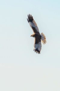 2020-05-09-Oostvaardersplassen-239