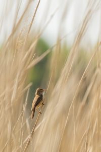 2020-05-09-Oostvaardersplassen-298