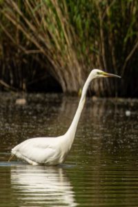 2020-05-09-Oostvaardersplassen-548