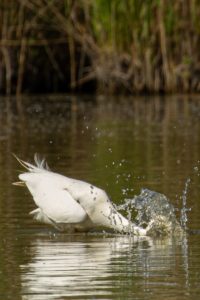 2020-05-09-Oostvaardersplassen-551