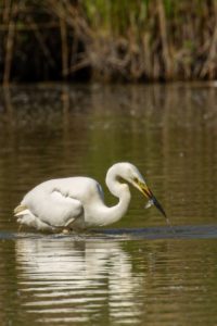 2020-05-09-Oostvaardersplassen-554