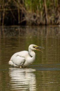 2020-05-09-Oostvaardersplassen-561