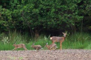 2020-05-23-Den Treek-021