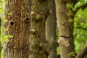 2020-05-23-Den Treek-196