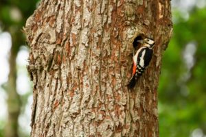 2020-05-23-Den Treek-287